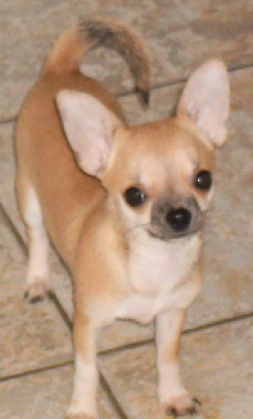 Chiot Chihuahua des Petits Mickeys