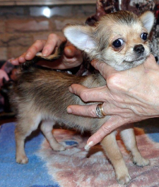 Chiot Chihuahua des Petits Mickeys