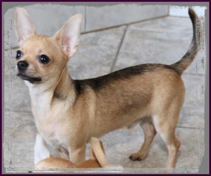 Chiot Chihuahua des Petits Mickeys