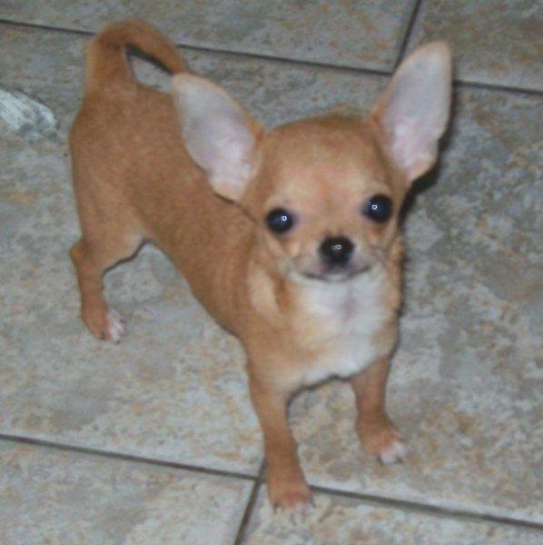 Chiot Chihuahua des Petits Mickeys