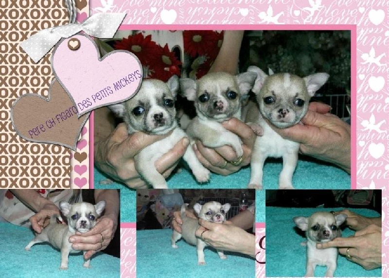 Chiot Chihuahua des Petits Mickeys